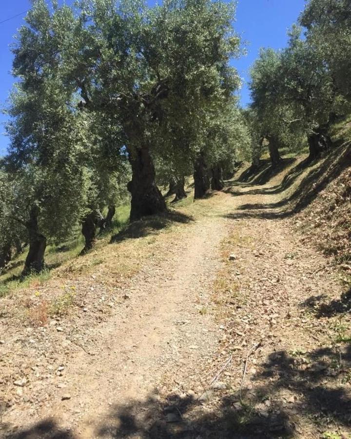 La Giara B&B San Demetrio Corone Kültér fotó