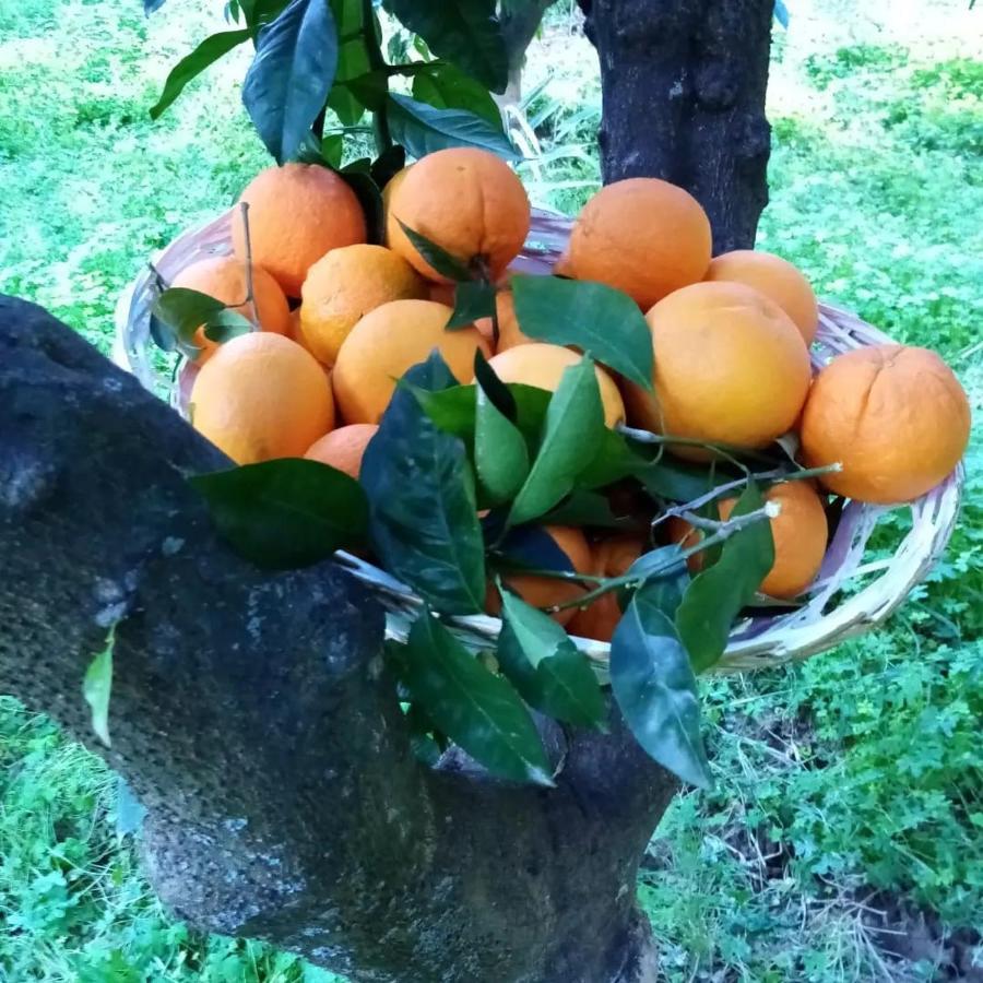 La Giara B&B San Demetrio Corone Kültér fotó